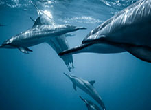 开云-世界泳联跳水世界杯加拿大站，白钰鸣获10米台冠军